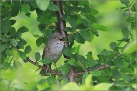 <p>PĚNICE VLAŠSKÁ (Sylvia nisoria) Dolní Podluží ---- /Berred warbler - Sperbergerasmücke/</p>